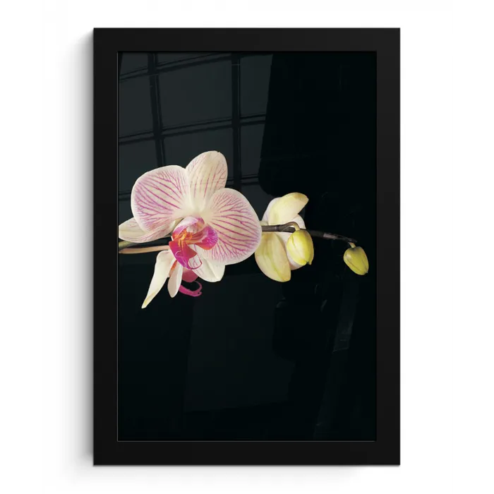 Orchidee - Bloemen - Zwart - Roze - Knoppen fotolijst zwart zonder passe partout klein -3d