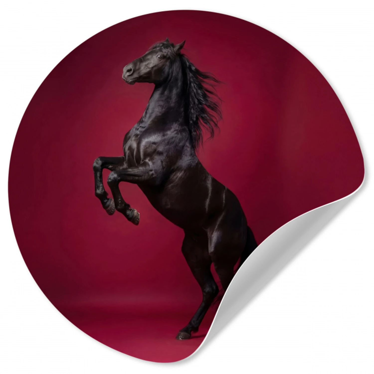 Hengst - Steigert - Rood Wandcirkel behangsticker klein -3d