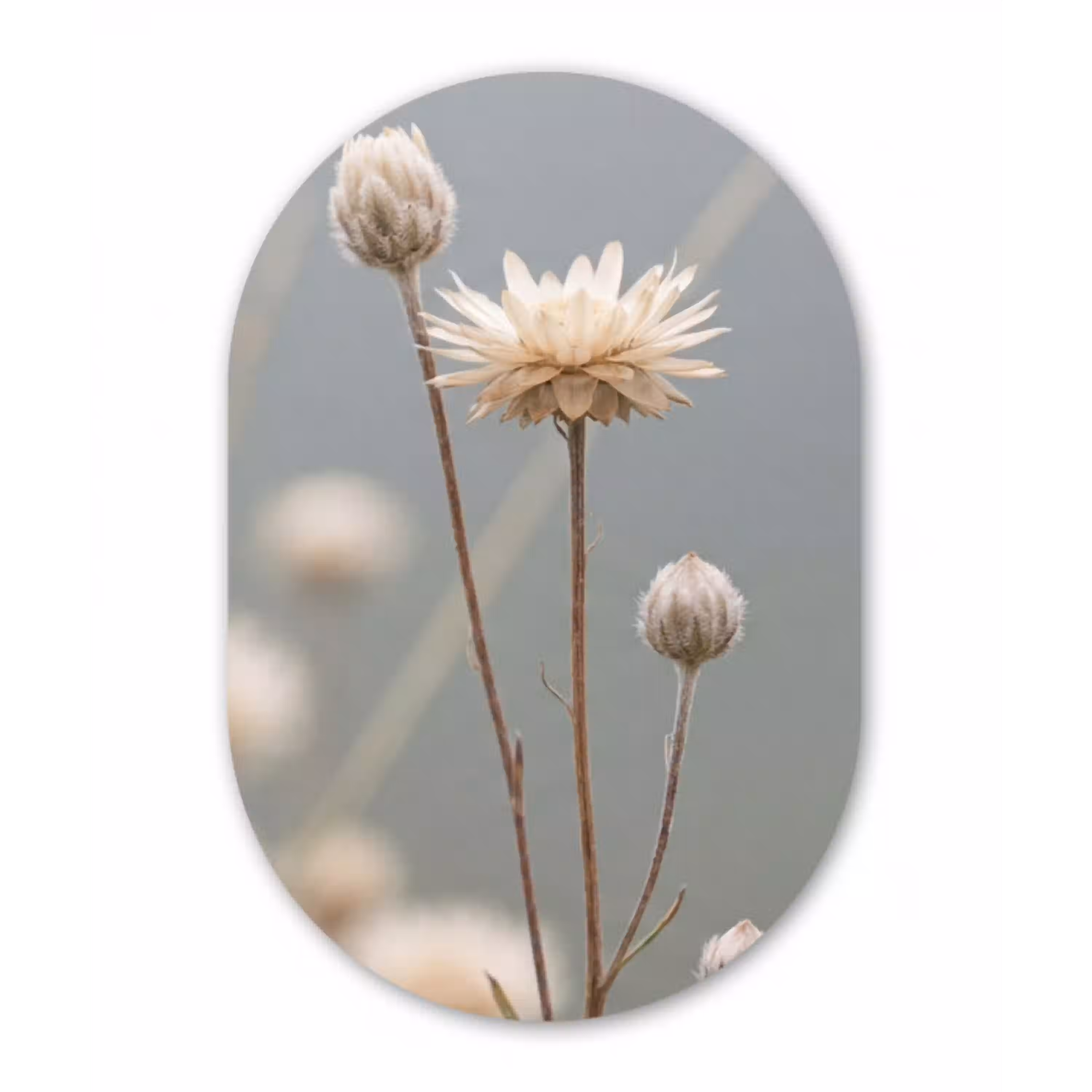 Strobloemen - Wit - Daglicht Wandcirkel Ovaal Aluminium middel -3d