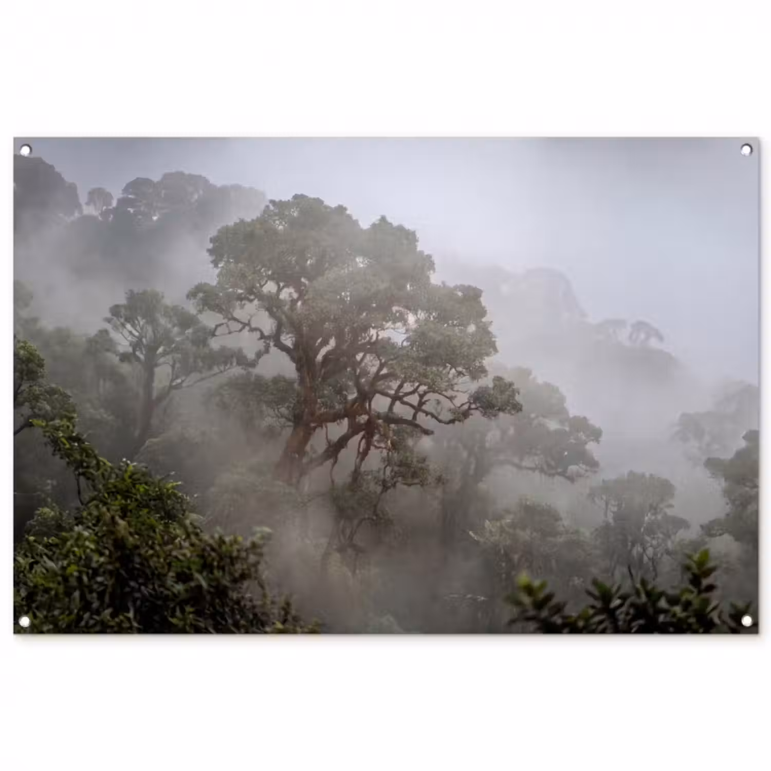 Gartenposter - Baum – Nebel – Wald – Grün – Natur
