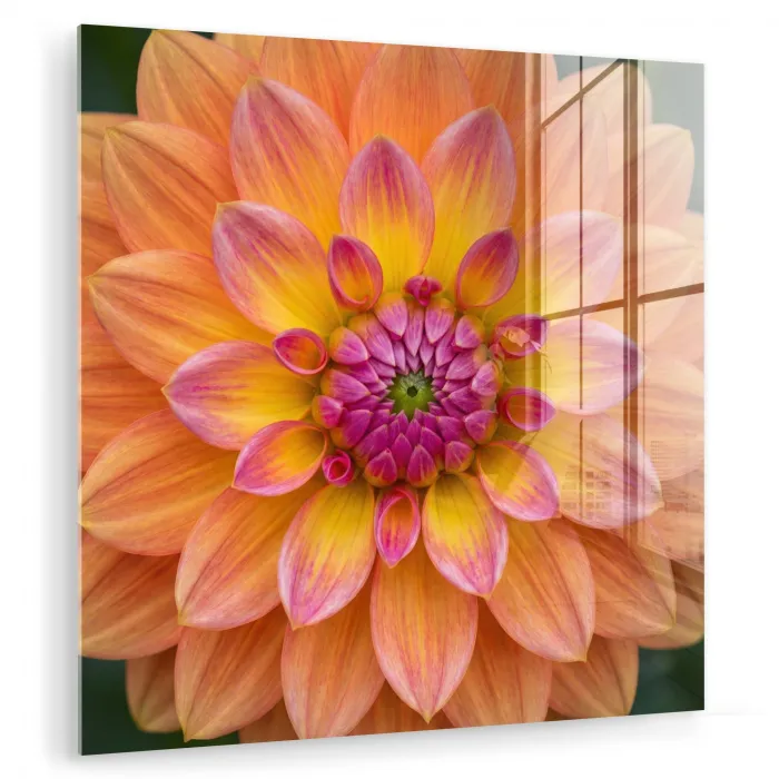 Dahlia - Bloem - Oranje plexiglas 5mm klein -zzzproduct_nieuw