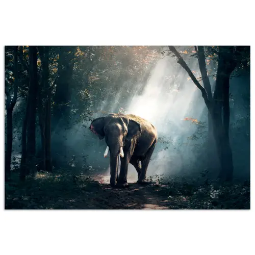 Olifant - Dieren - Licht - Bos - Natuur - Wilde dieren poster papier klein -3d