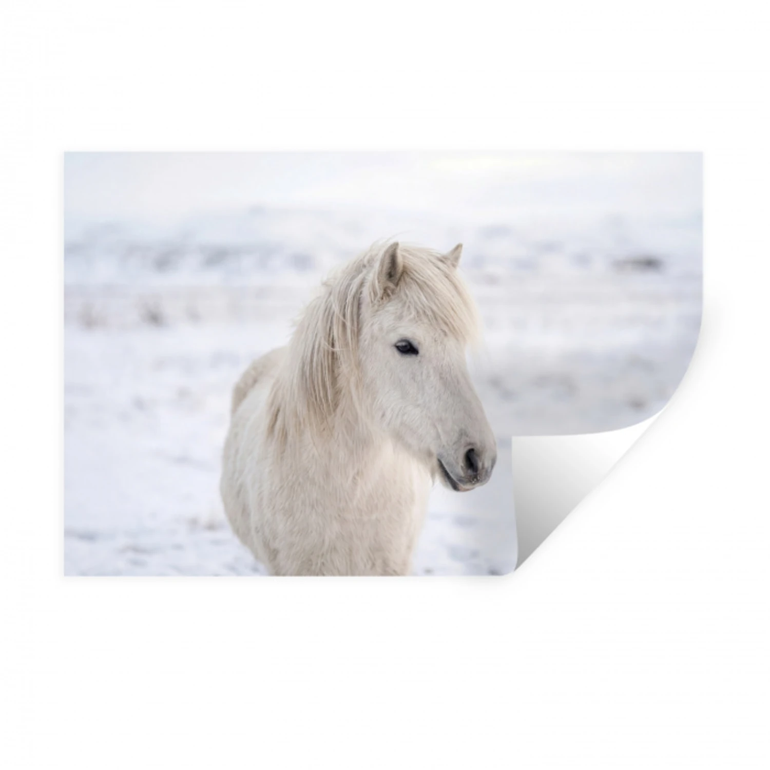 Paard - Kop - Winter - Dieren - Wit Muursticker klein -3d