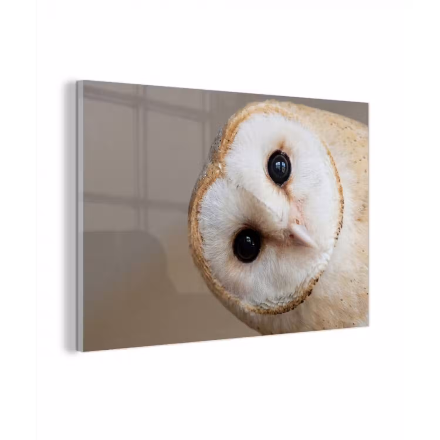 Glas schilderij - Uil - Bruin - Wit