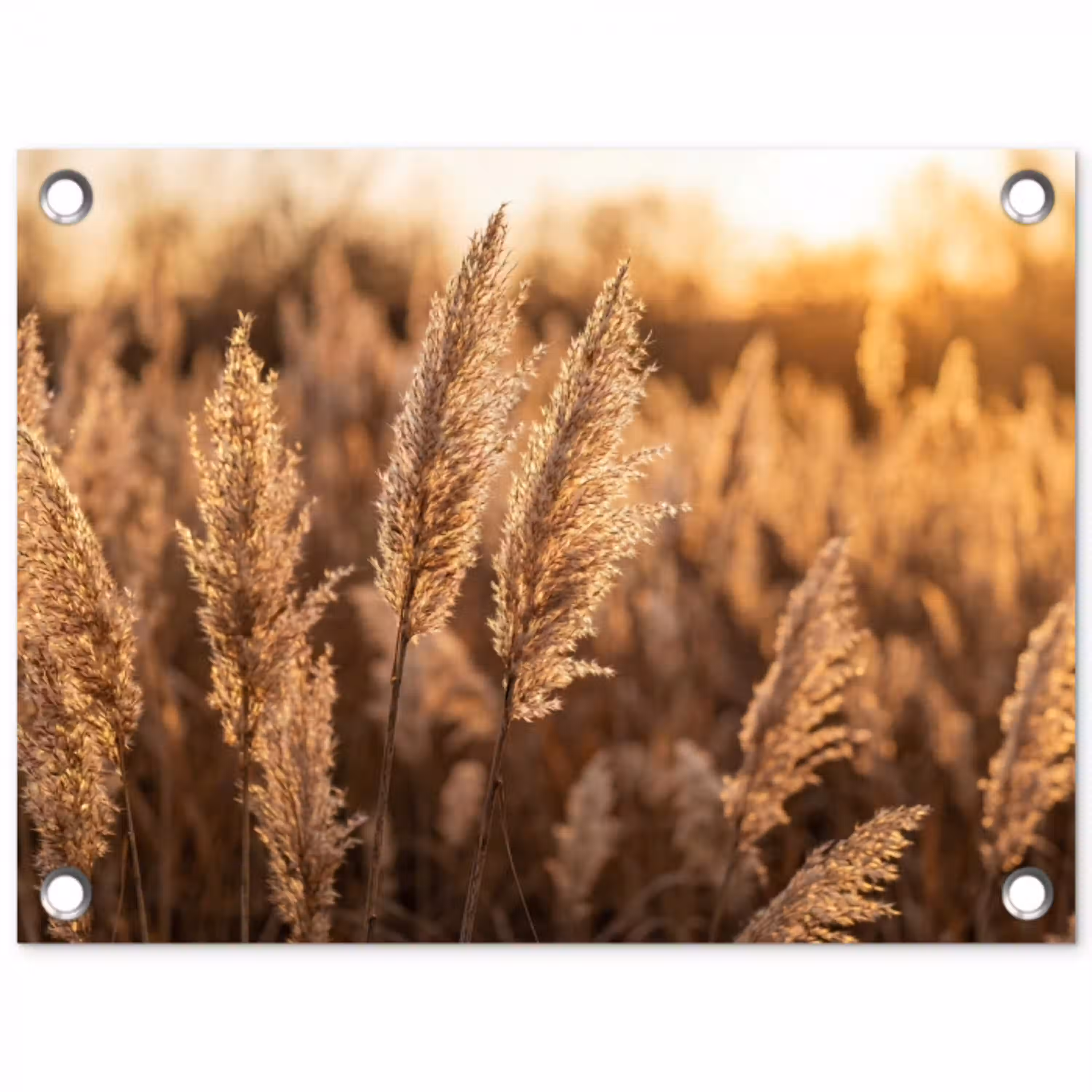 Rietpluimen - Gras - Zonsondergang - Goud - Serene tuinposter los doek klein -3d