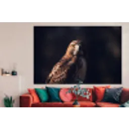 Roofvogel - Buizerd - Bruin forex 5mm xxl -woonkamer
