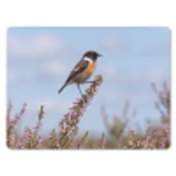 Roodborsttapuit - Heide - Paars - Natuur - Sfeervol muismat rubber klein -3d