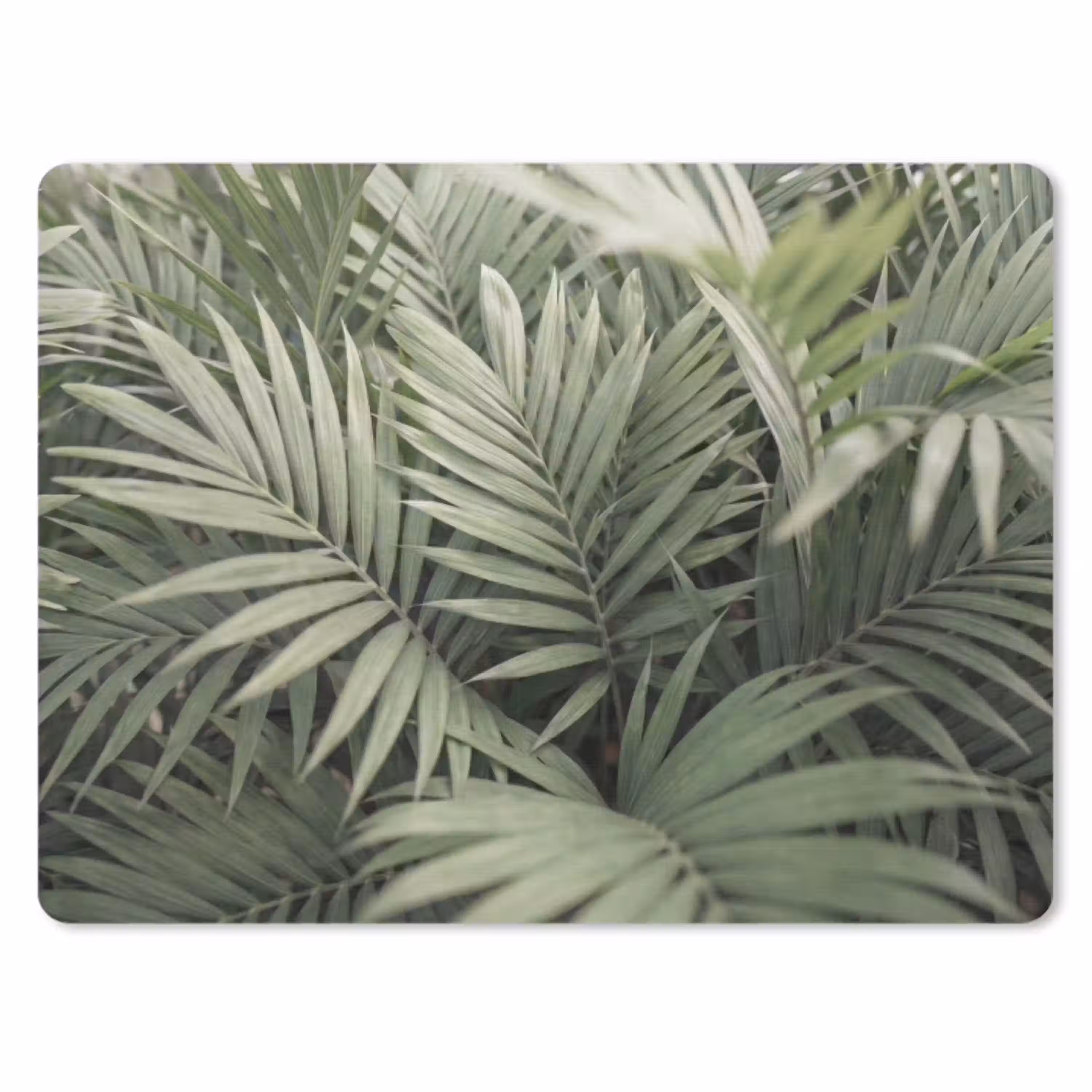 Plant - Palmbladeren - Natuur - Groen muismat rubber klein -3d
