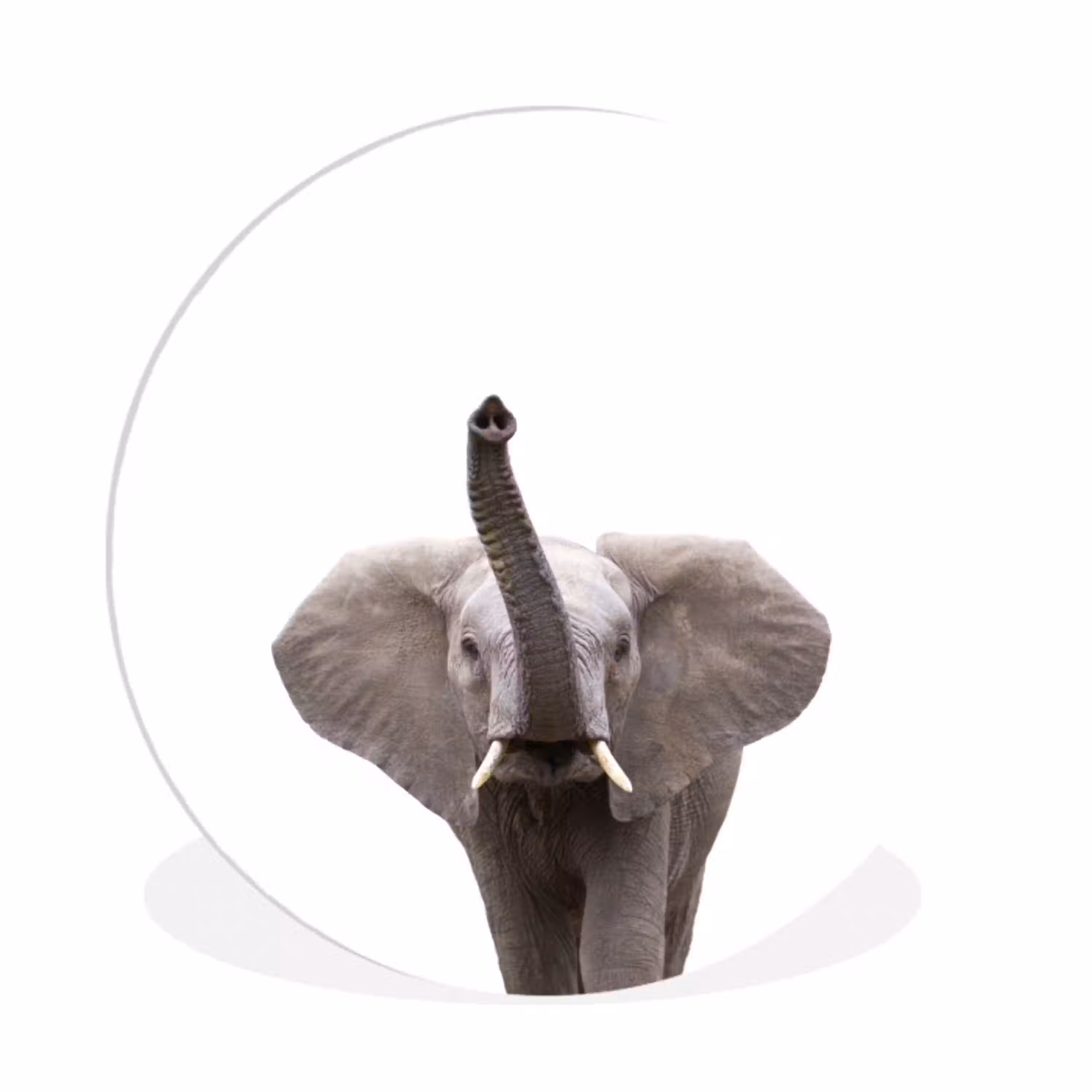 Dieren - Olifant- Wit - Wilde dieren - Kinderen Wandcirkel kunststof plaat 5mm dik klein -3d