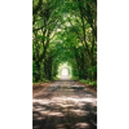Weg - Bomen - Natuur - Groen Behang Vlies klein -3d_website