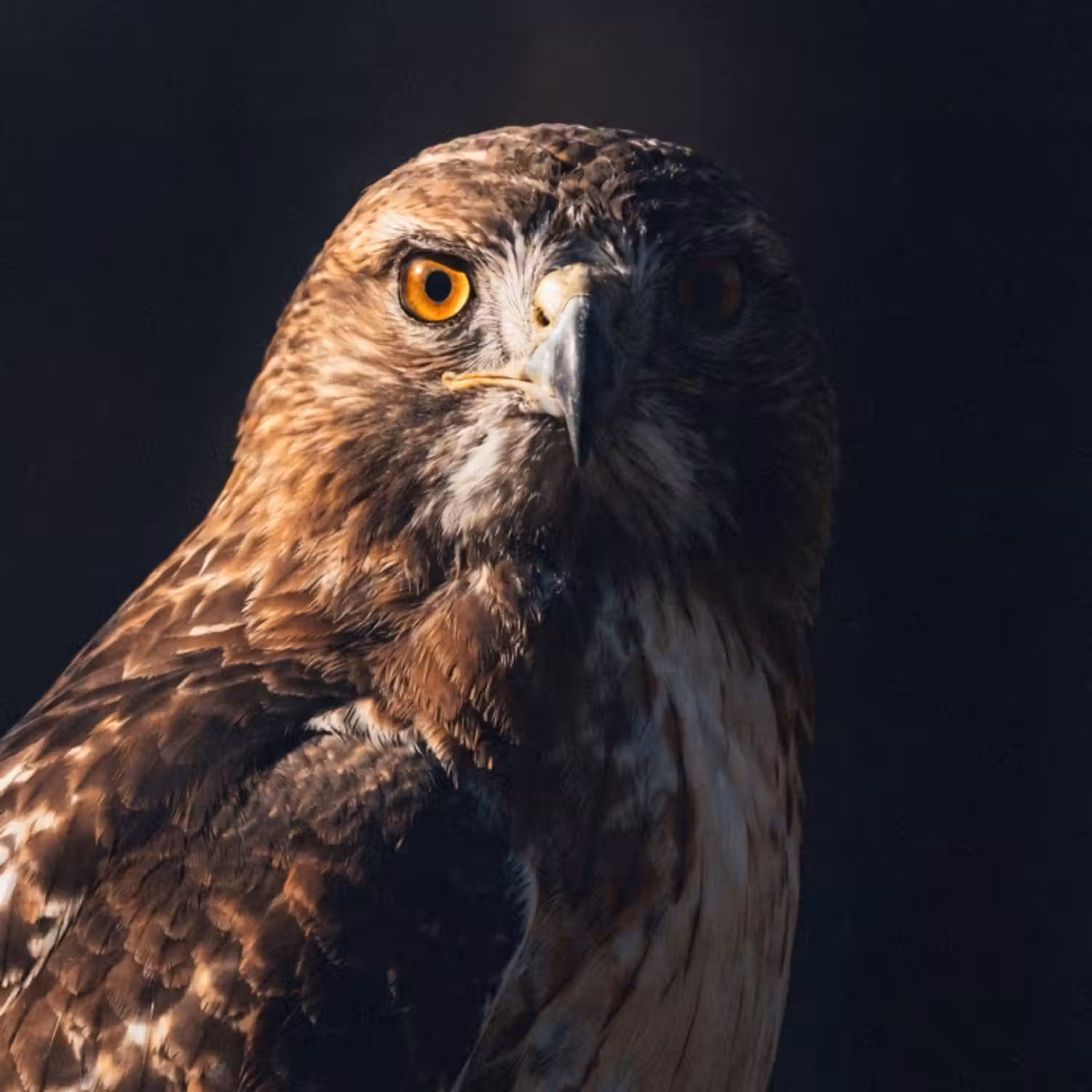 Behang - Roofvogel - Buizerd - Bruin