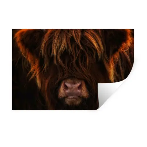 Schotse Hooglander - Koe - Portret - Dieren Muursticker klein -3d