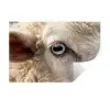 Schaap - Oog - Wit Muursticker klein -3d