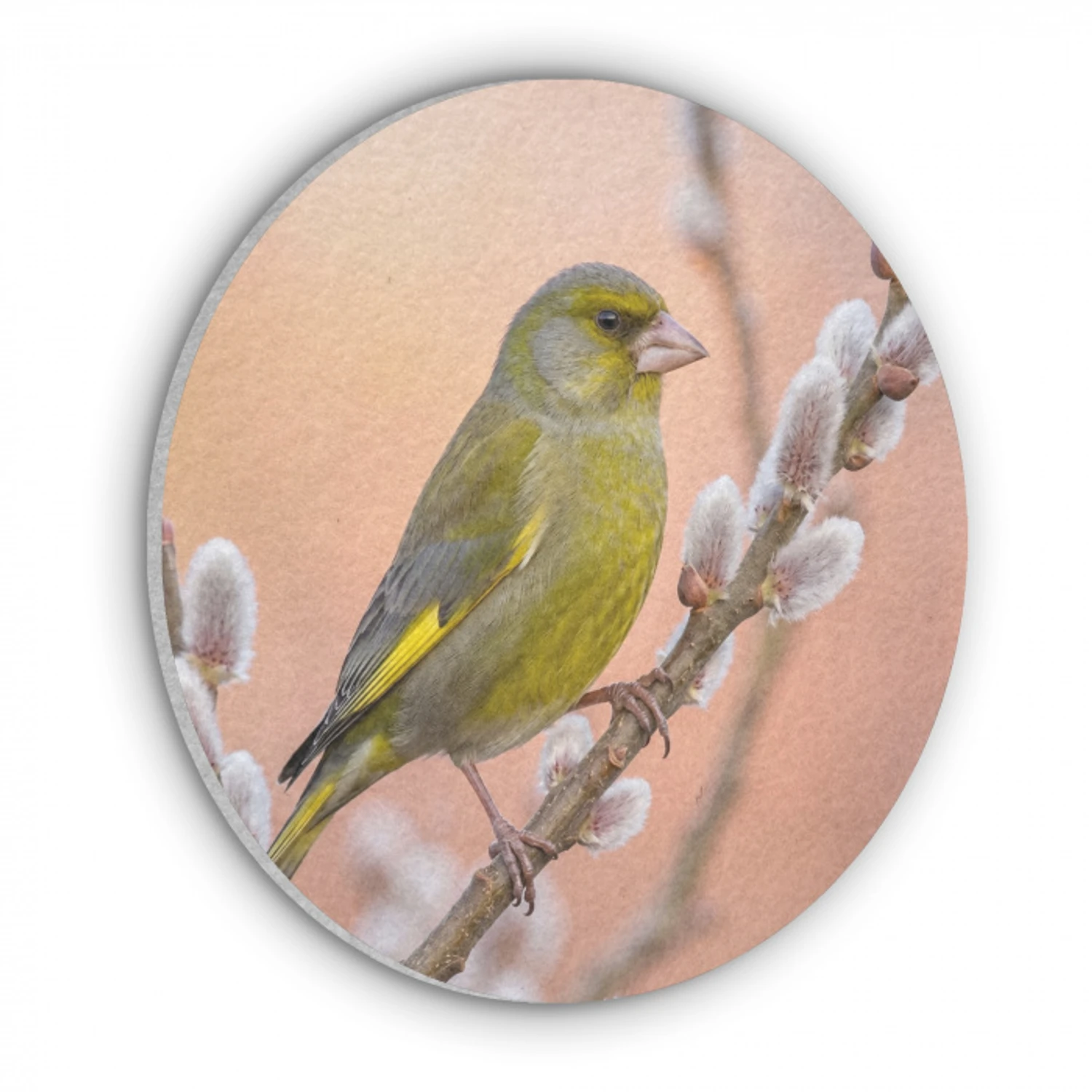 Groenling - Katjes - Lente - Natuur - Zacht Akoestische PET Vilt - Rond klein -3d
