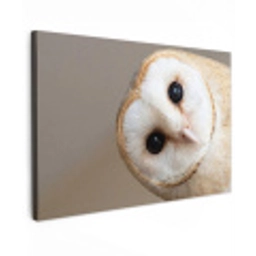 Uil - Bruin - Wit canvas 2cm klein -z3d