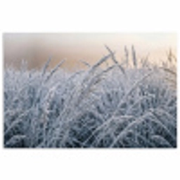 Rijp - Gras - Kristallen - Winter - Minimalistisch poster papier klein -3d