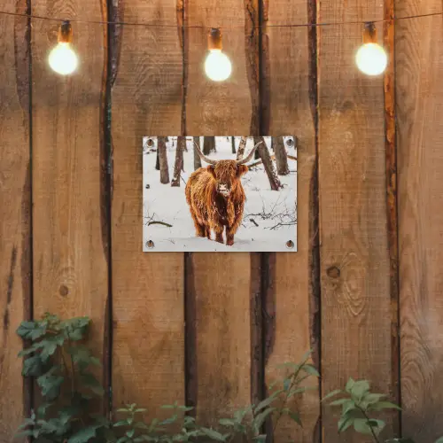 Schotse Hooglander - Sneeuw - Winter - Natuur - Dieren tuinposter los doek klein -sfeer1