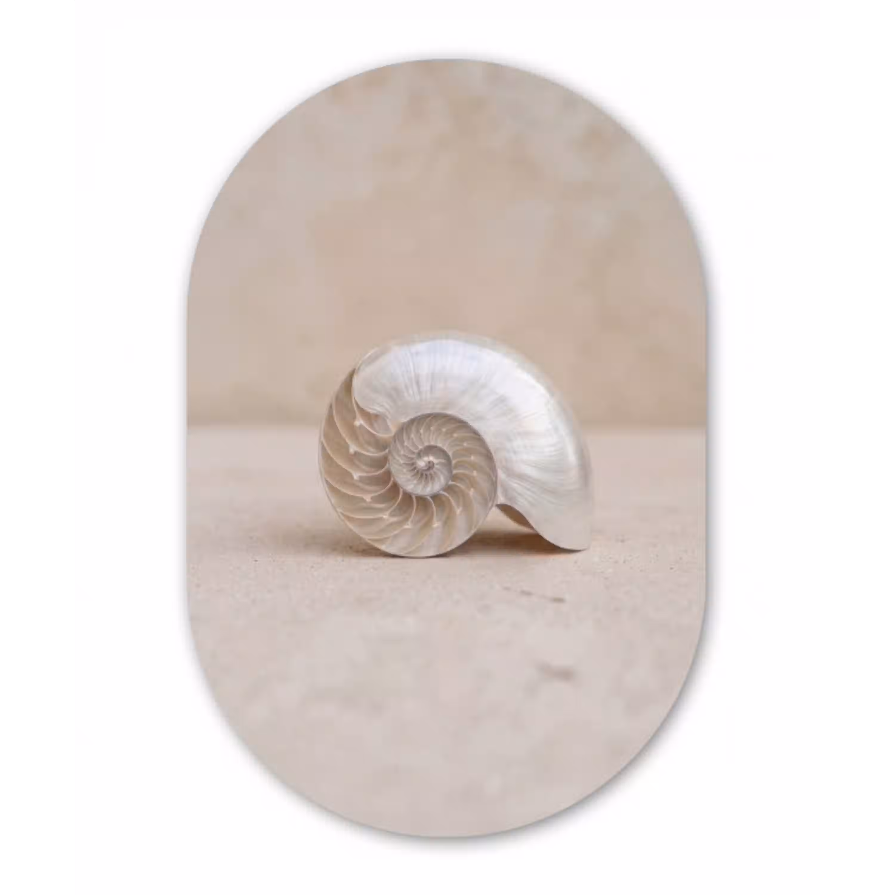 Schelp - Spiraal - Beige Wandcirkel Ovaal Aluminium middel -3d