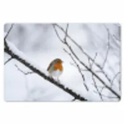 Roodborstje - Tak - Sneeuw - Winter - Levendig Placemat vinyl groot -zzsfeer1_Kitchenyeah-website