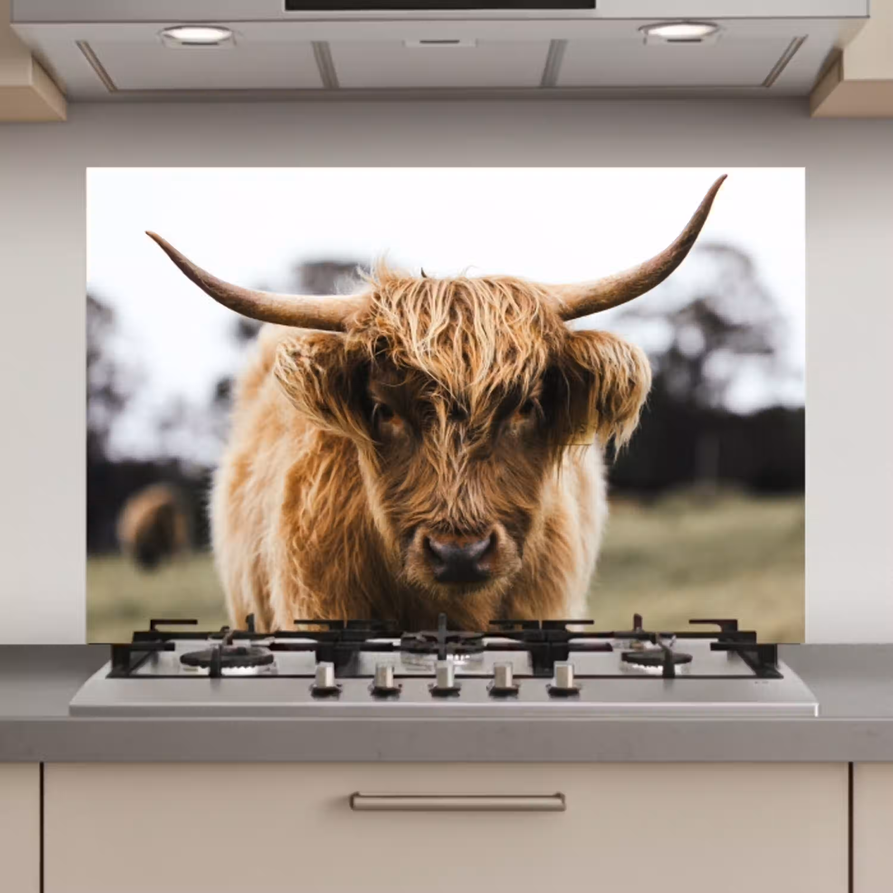Schotse Hooglander -  Koe - Gras - Dieren - Natuur keuken achterwand spatscherm klein -3d_website
