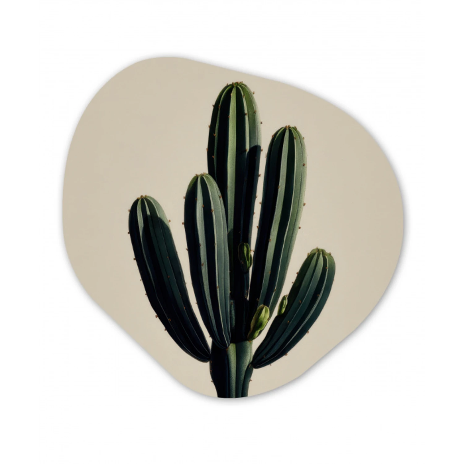 Cactus - Subtiel - Groen Wandcirkel Organisch Forex 3mm klein -3d