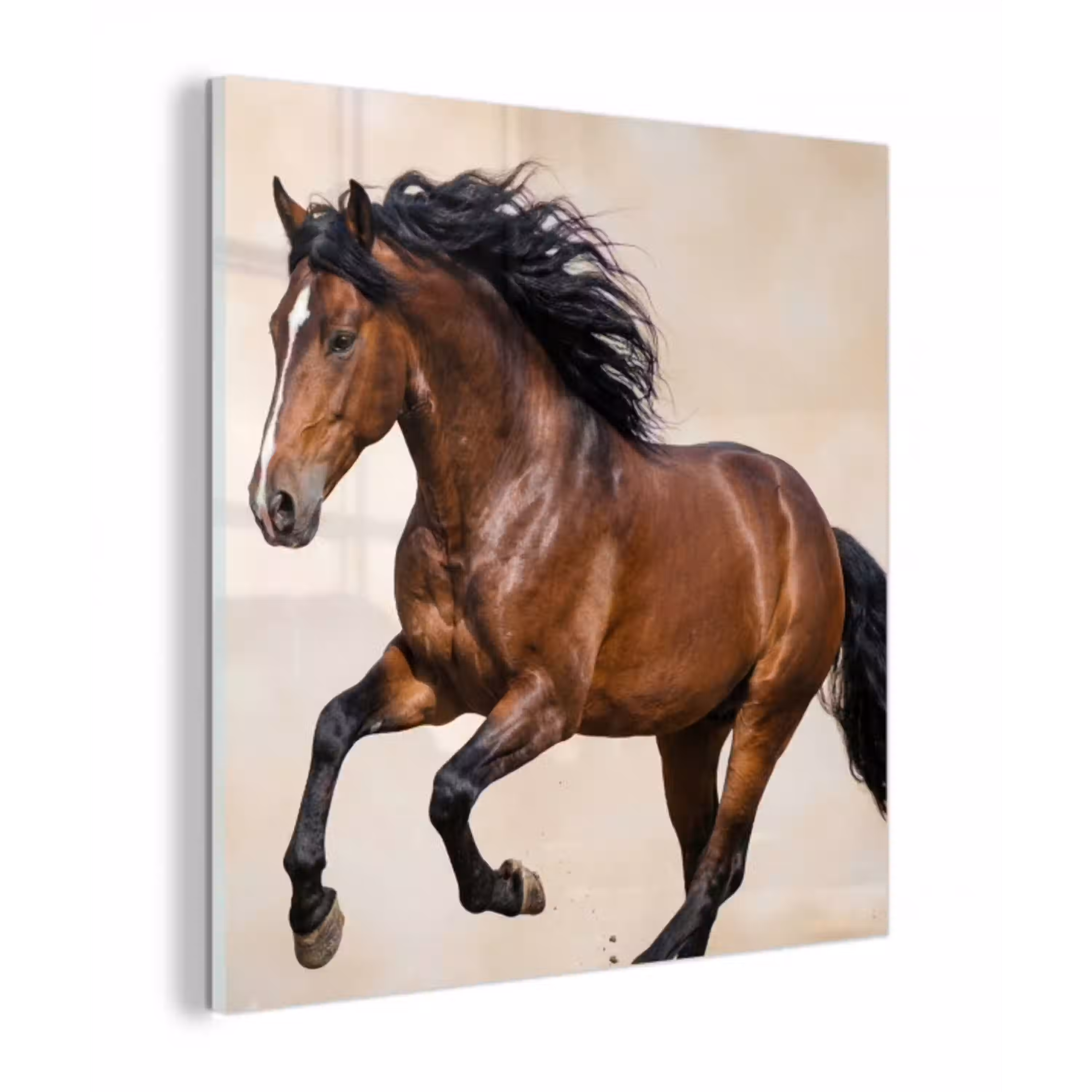 Paard - Galop - Energie plexiglas 5mm klein -z3d