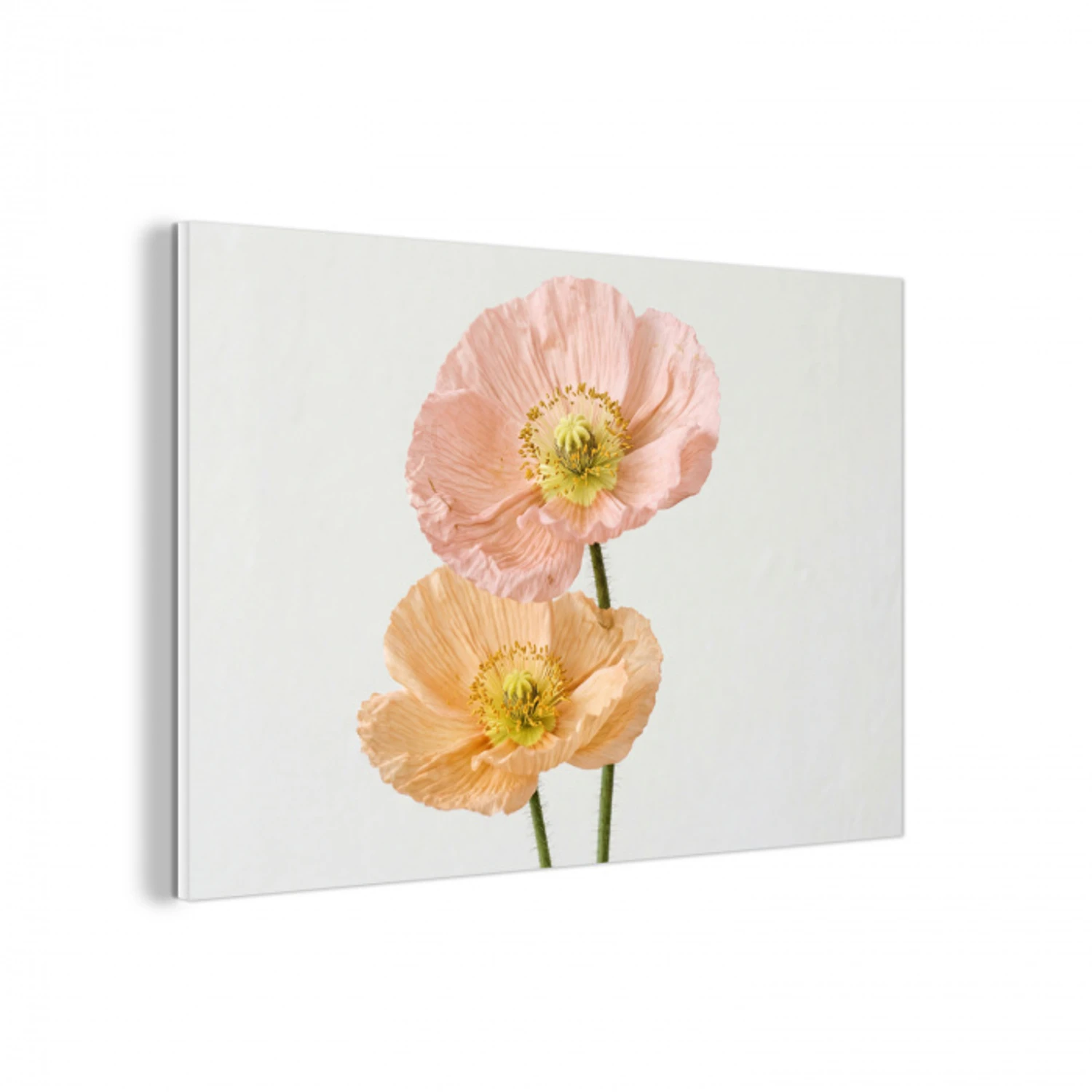 Papavers - Botanisch - Roze forex 5mm xxl -3d