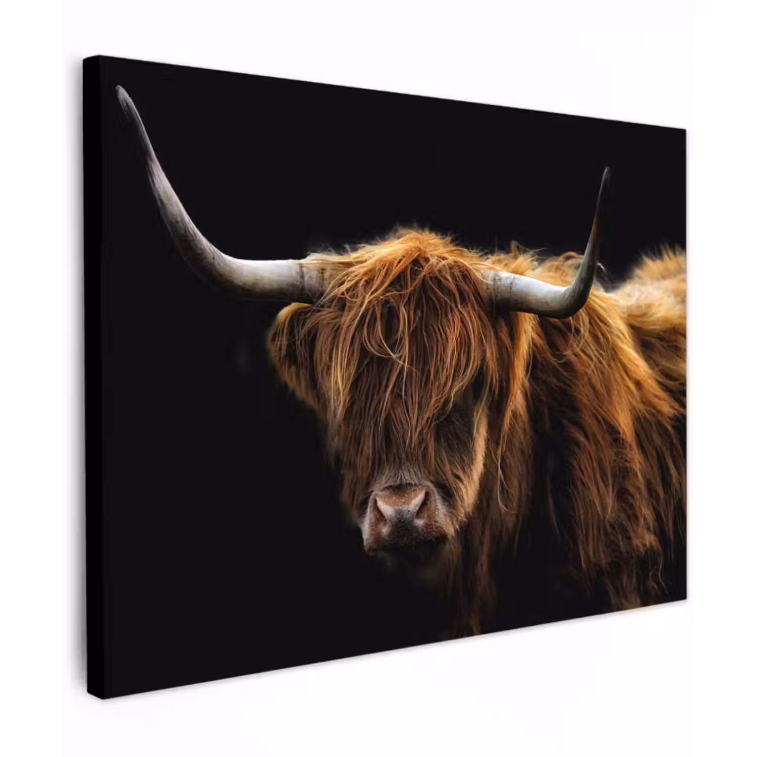 Leinwandbild - Schottischer Highlander - Hörner - Schwarz - Tiere - Natur - Wild - Kuh