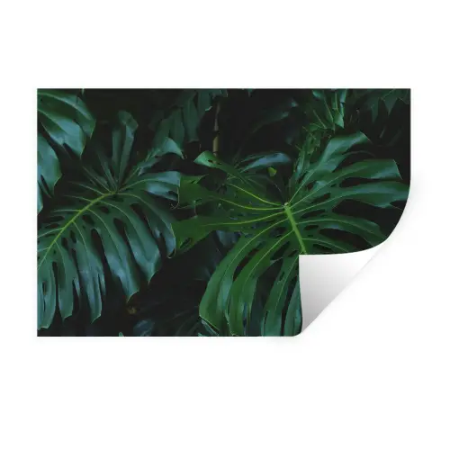Monstera - Jungle - Bladeren Muursticker klein -3d