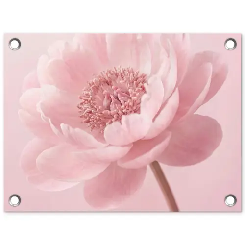 Bloem - Pioenroos - Roze tuinposter los doek klein -3d
