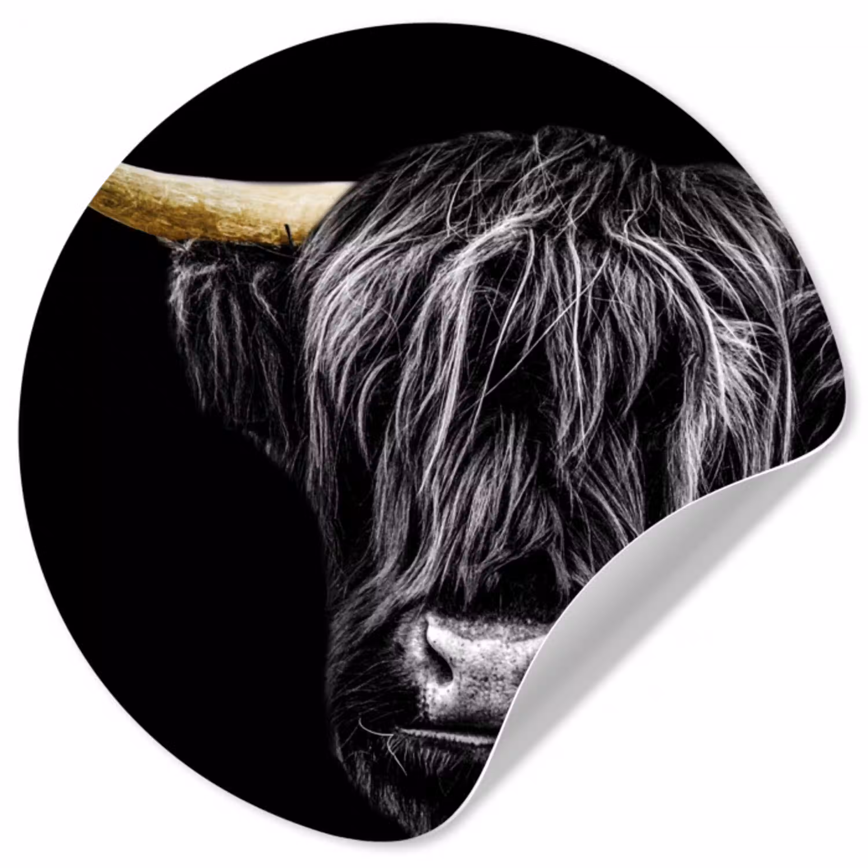 Schotse hooglander - Goud - Vacht - Dieren - Koe Wandcirkel behangsticker klein -3d