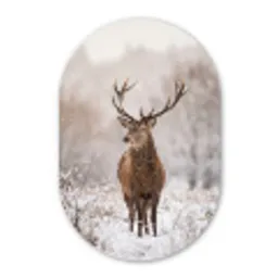 Edelhert - Bos - Sneeuw - Winter - Majestueus Wandcirkel Ovaal Forex klein -3d