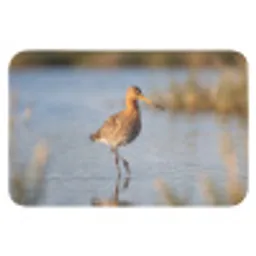 Vogel - Steltloper - Water - Natuur Badmat klein -3d