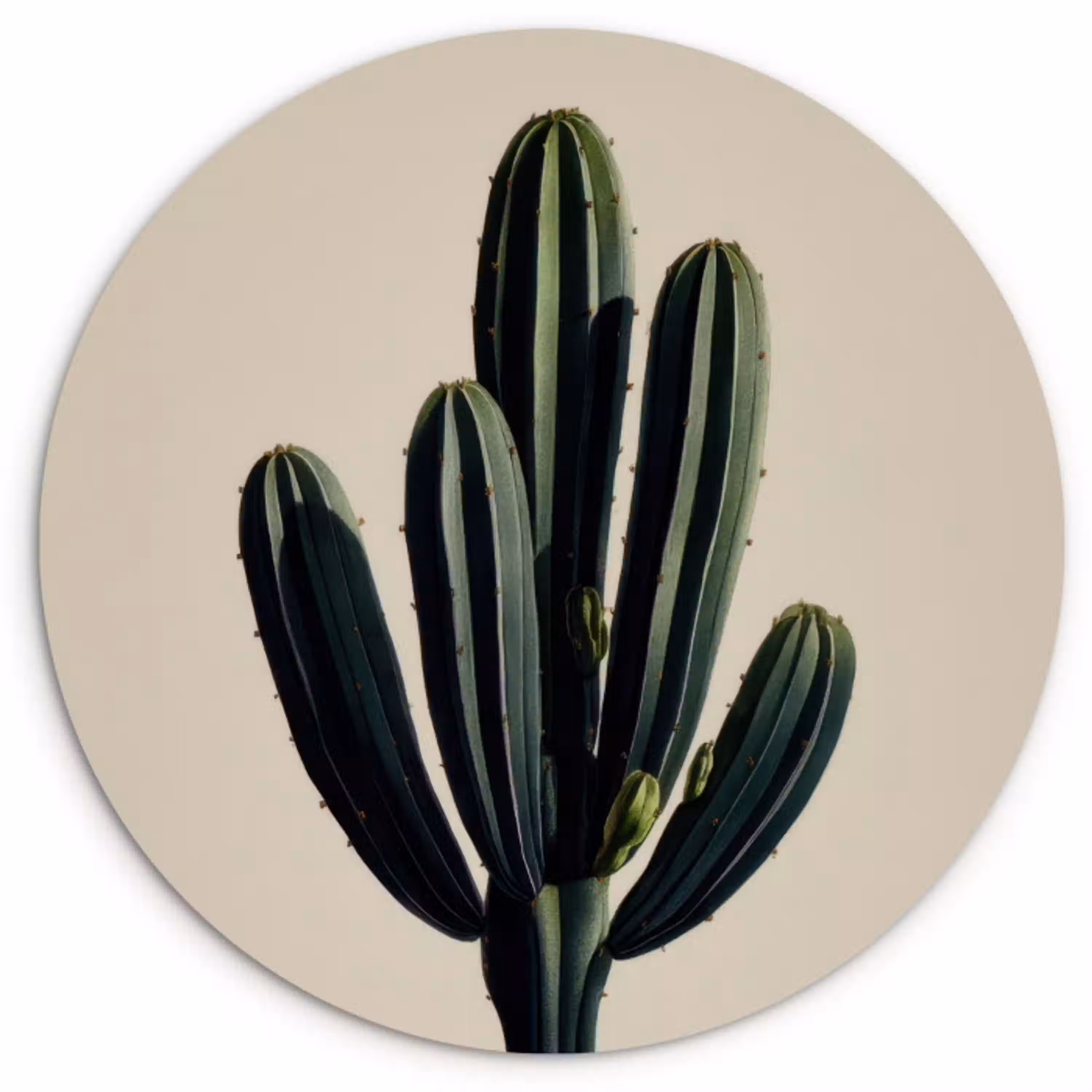 Cactus - Subtiel - Groen Wandcirkel kunststof plaat 5mm dik klein -3d