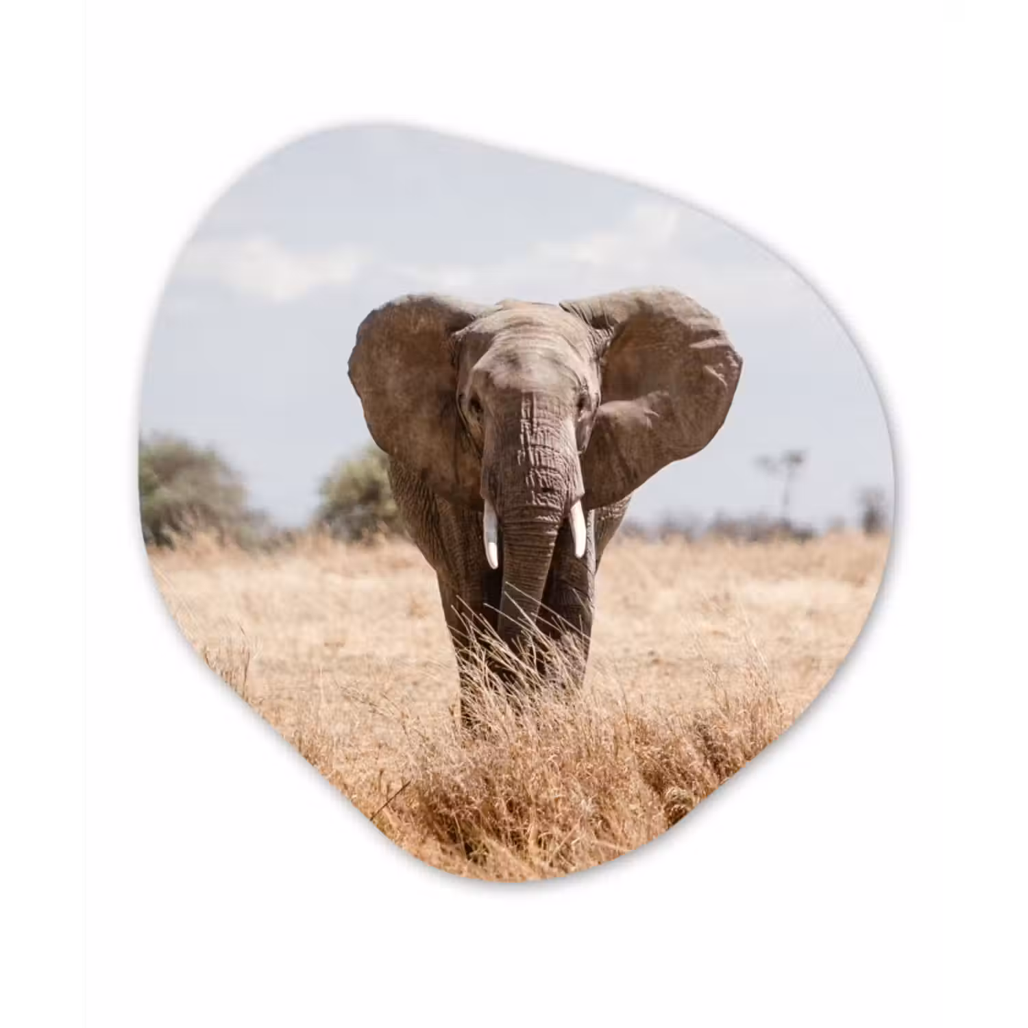 Organische Formen – Aluminium – Olifant - Natuur - Dieren - Portret