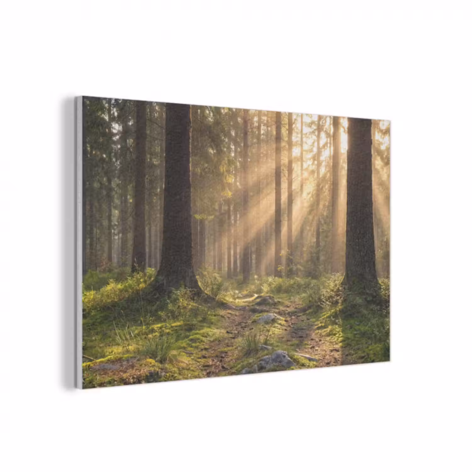 Akustikbild - Wald - Sonnenlicht - Gras