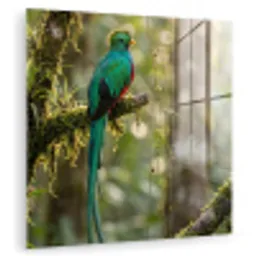 Quetzal - Jungle - Natuur - Groen plexiglas 5mm klein -zzzproduct_nieuw