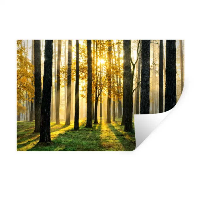 Bos - Zon - Bomen - Gras - Landschap Muursticker klein -3d