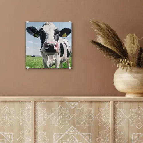 Koe - Weiland - Natuur - Dieren - Gras plexiglas 5mm klein -sfeer5