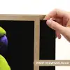 Papegaai - Veren - Opvallend - Groen Light Box met batterij (Wandlamp) middel -USP_websiteprintNL
