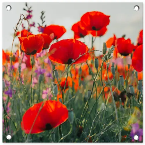 Bloeipracht van Klaprozen tuinposter los doek klein -3d