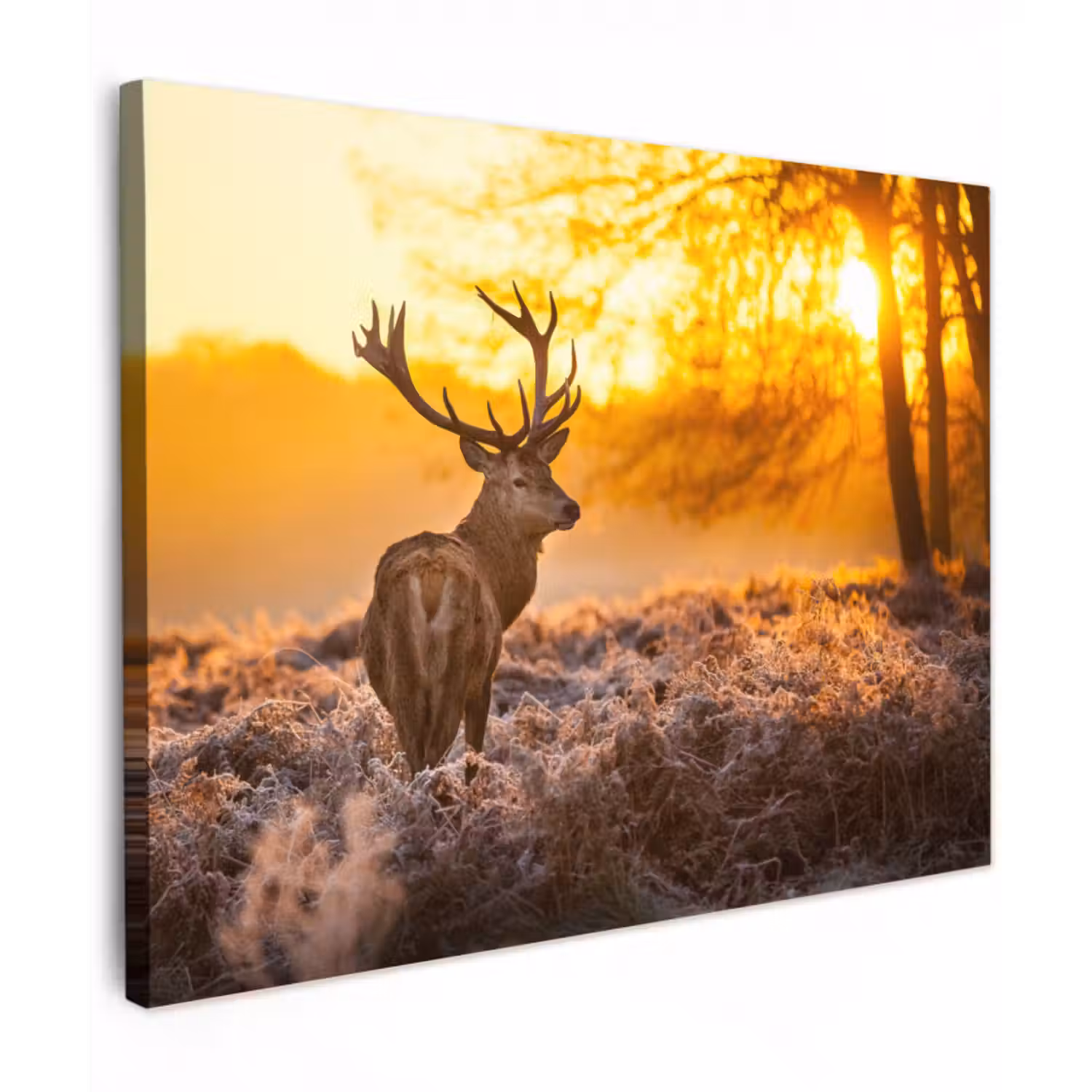 Leinwandbild - Hirsche - Tiere - Sonnenuntergang - Winter - Heidekraut - Natur