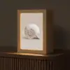 Schelp - Spiraal - Beige Light Box met kabel (Tafellamp) klein -z3d_website