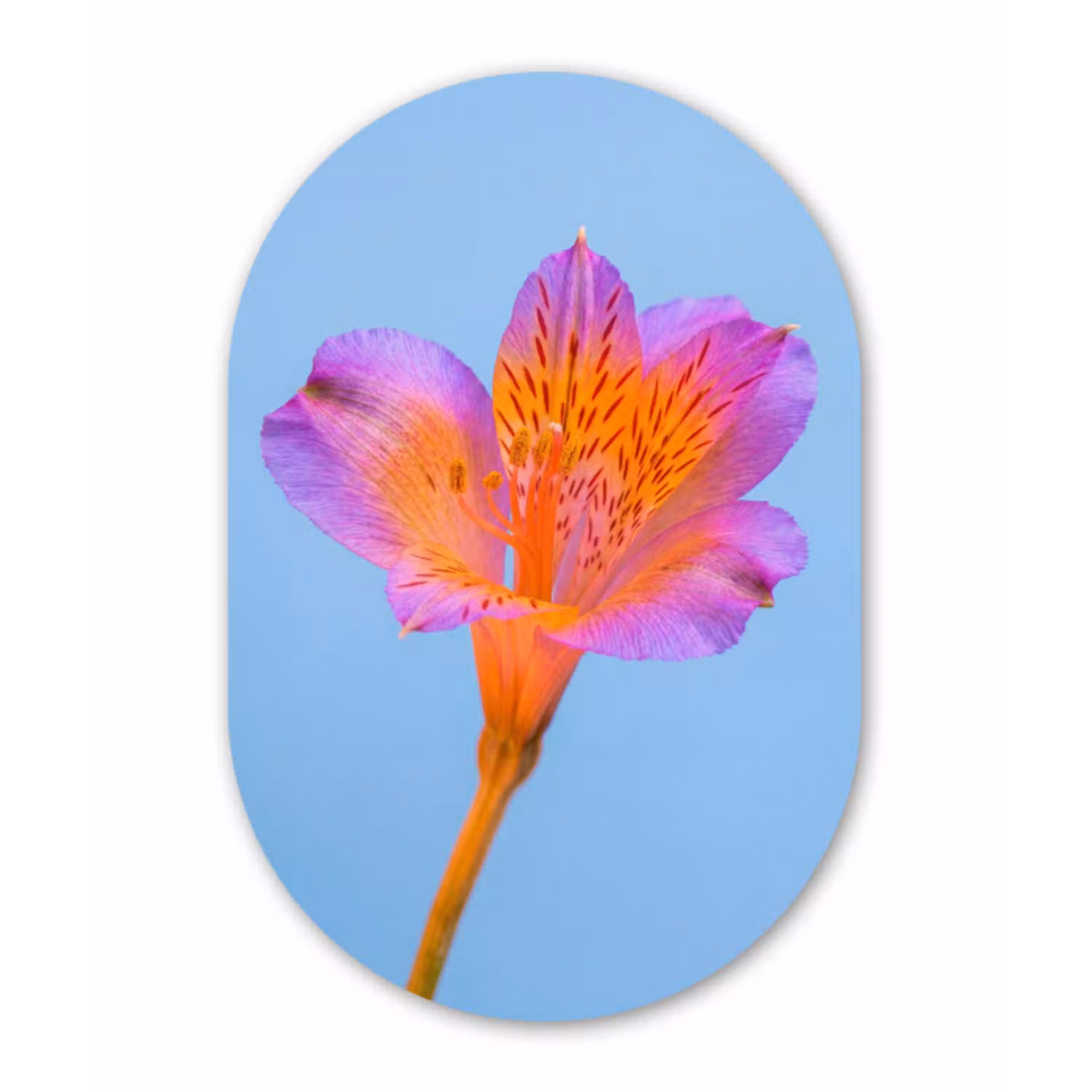 Bloem - Detail - Kleurrijk Wandcirkel Ovaal Aluminium middel -3d