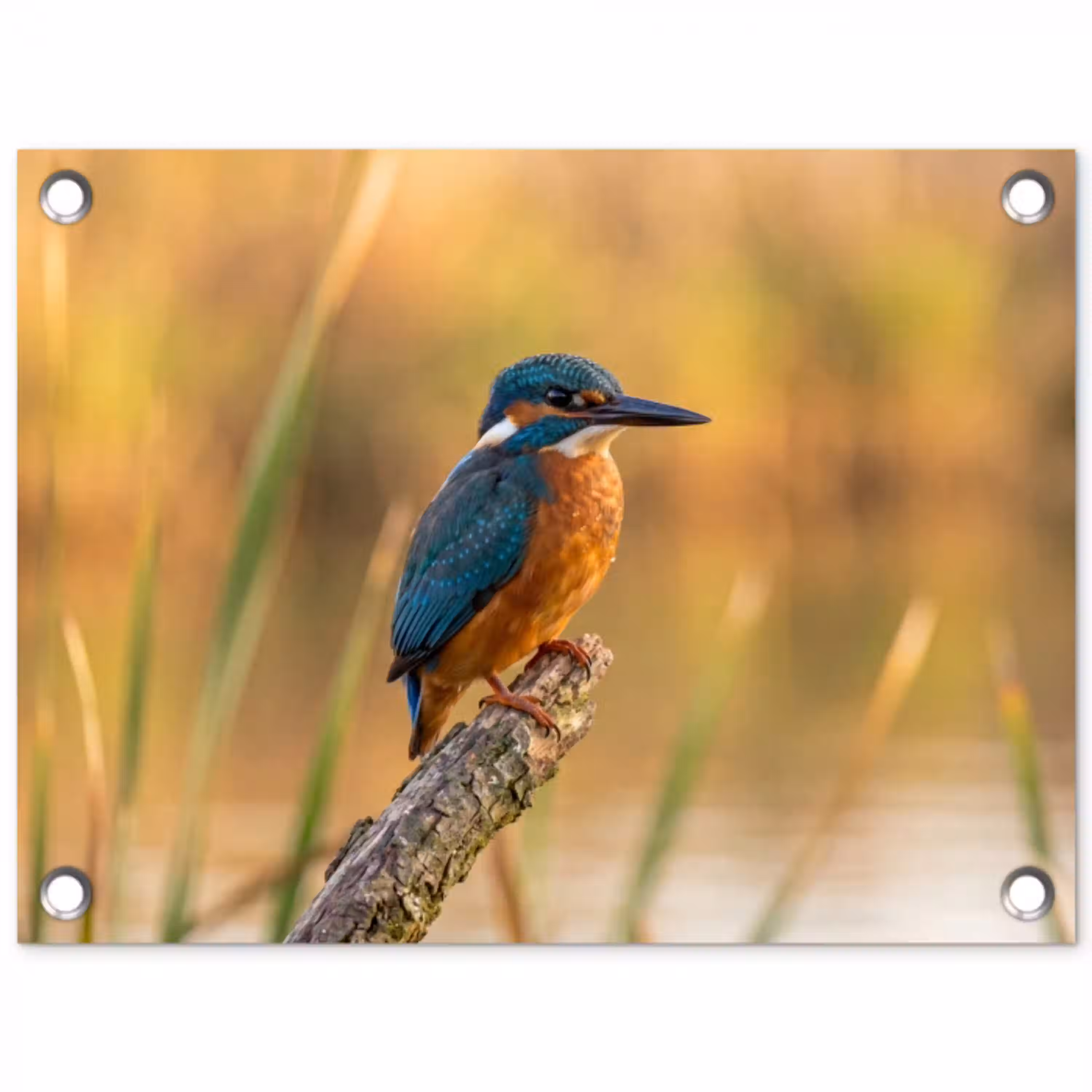 IJsvogel - Tak - Water - Kleurrijk - Levendig tuinposter los doek klein -3d