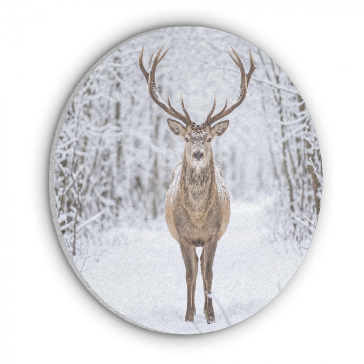 Hert - Winter - Bos - Natuur - Wit Akoestische PET Vilt - Rond klein -3d