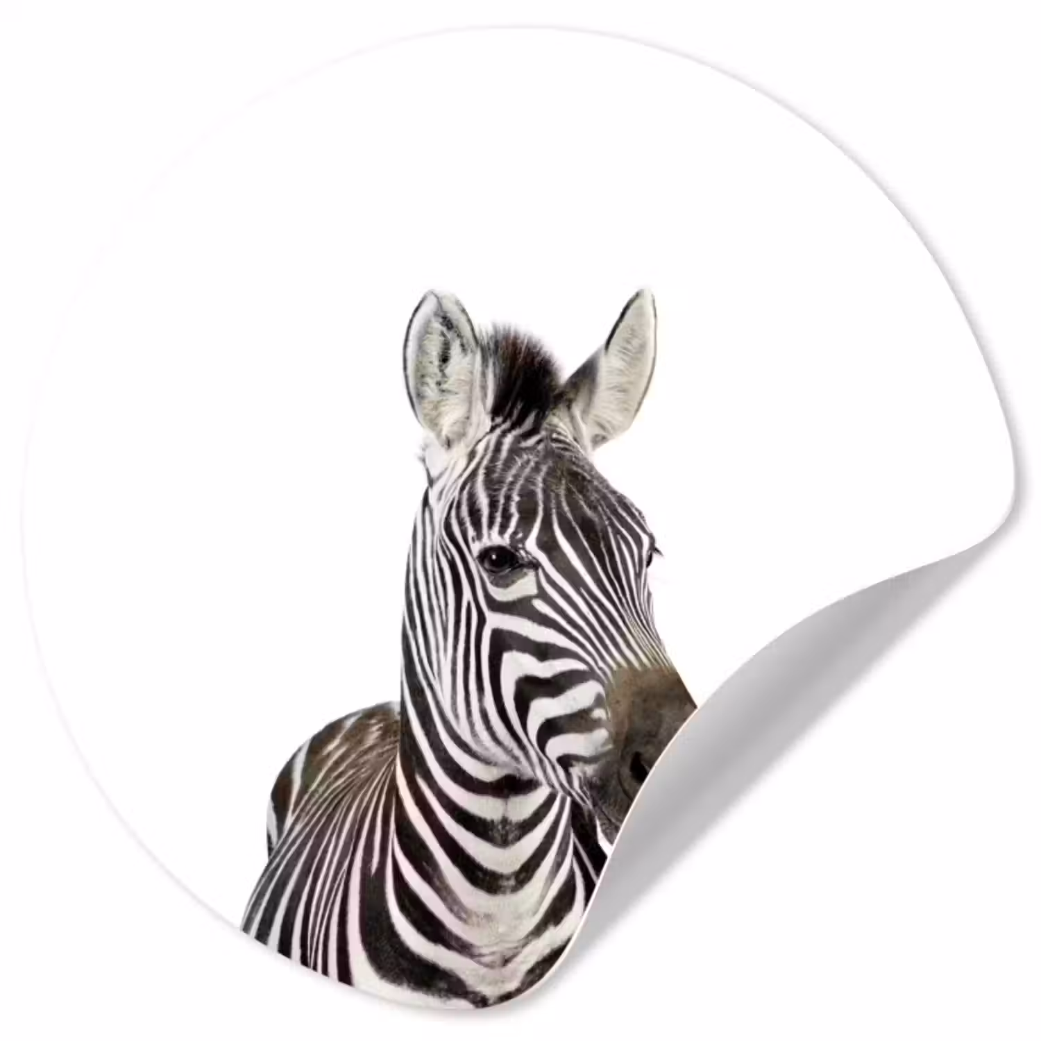 Behangcirkel - Dieren - Zebra - Kinderen - Wit - Portret- Meisjes