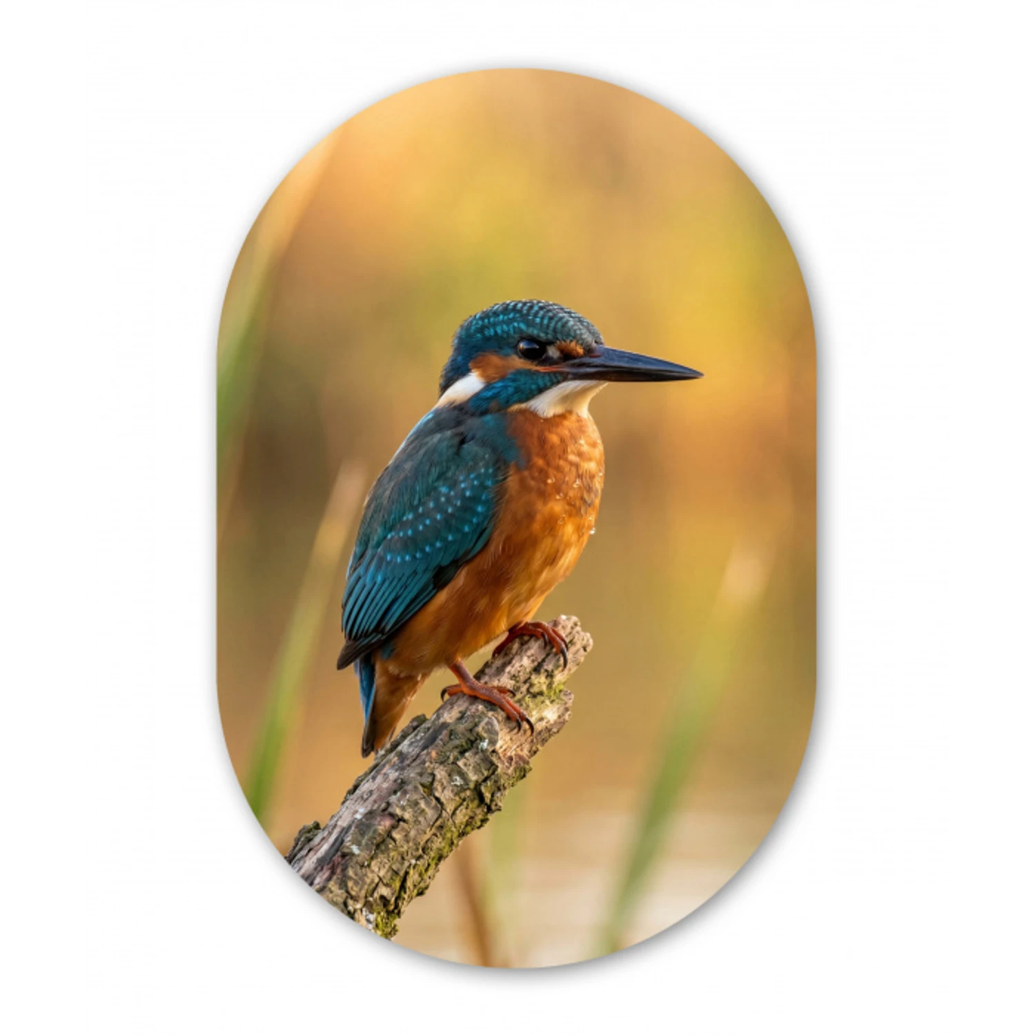 IJsvogel - Tak - Water - Kleurrijk - Levendig Wandcirkel Ovaal Aluminium middel -3d