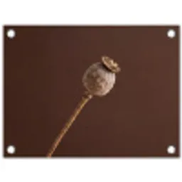 Papaverbol - Droogbloem - Bruin - Minimalistisch tuinposter los doek klein -3d