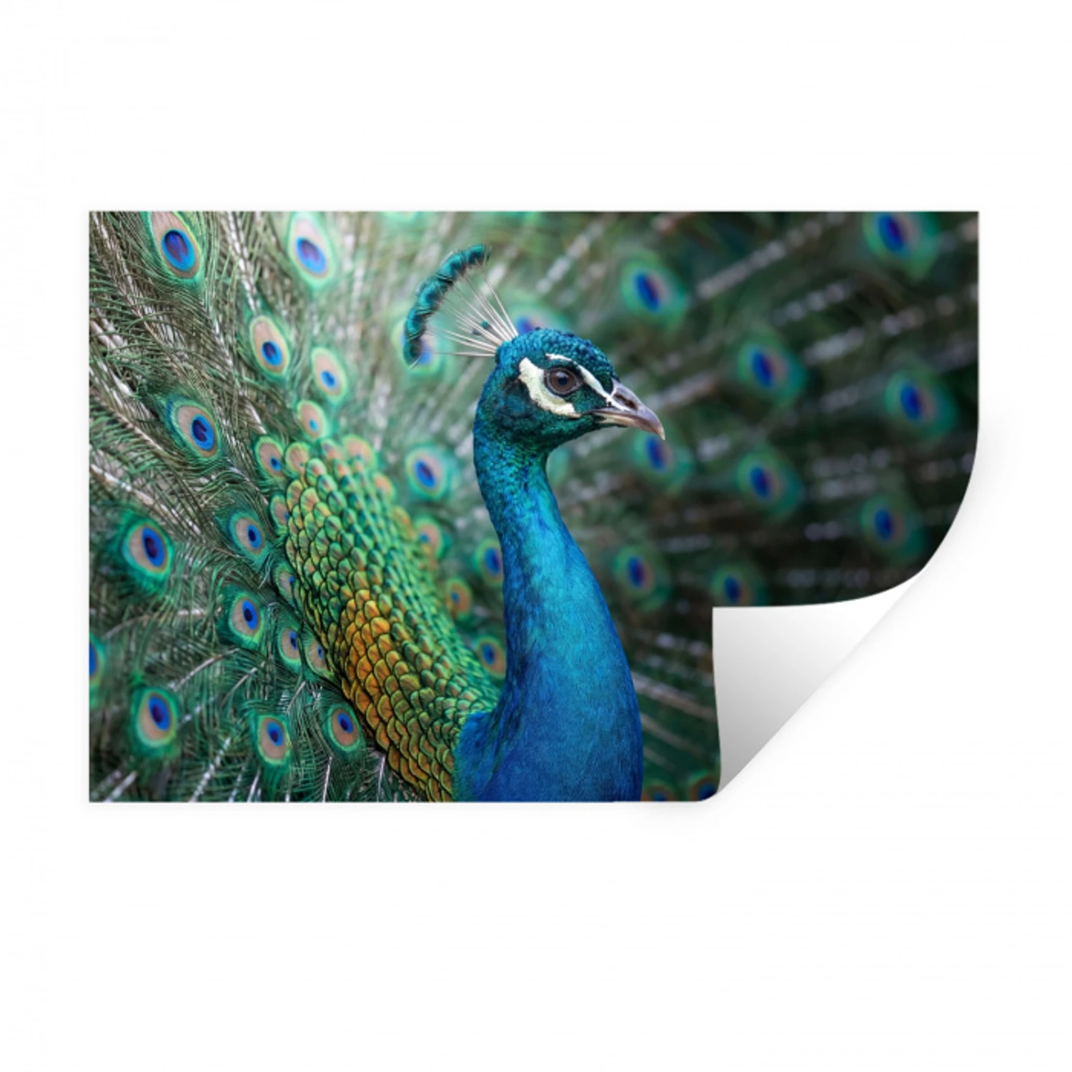 Pauw - Veren - Blauw Muursticker klein -3d